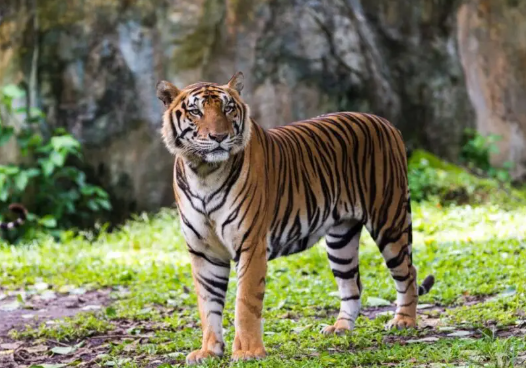 bengals and tigers