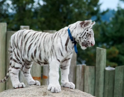 white bengal tiger for sale