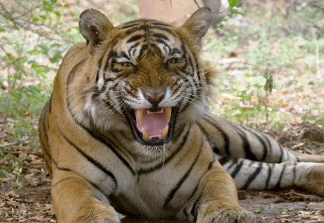 royal bengal tiger roaring