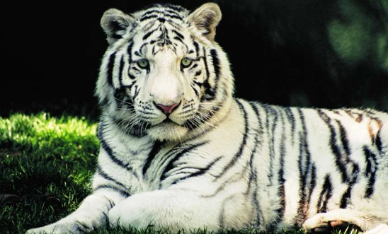 white bengal tiger endangered