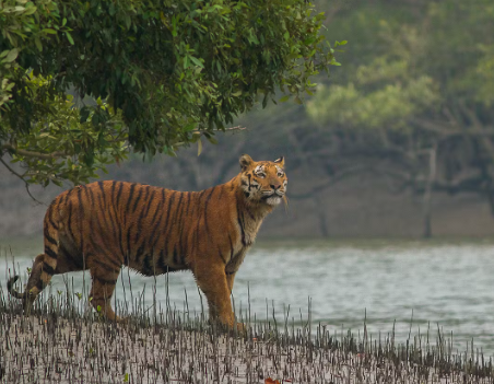 royal bengal tiger in sundarban