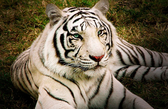 white bangles tiger