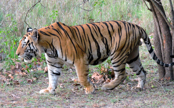 royal bangla tiger