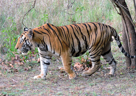 black royal bengal tiger