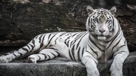 lalita the snow white bengal tiger