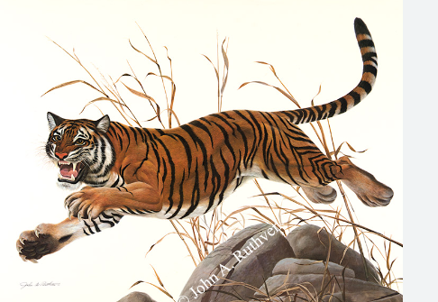 john ruthven bengal tiger