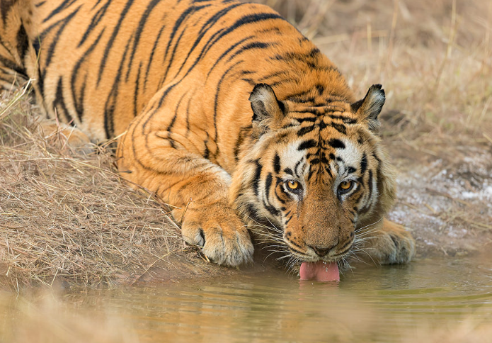male bengal tiger