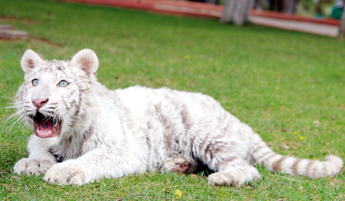 rare white bengal tiger