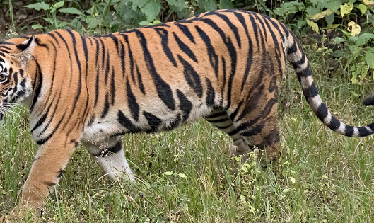 show me bengal tiger