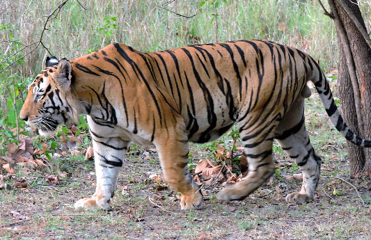 year of the bengal tiger