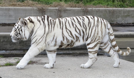 white and black bengal tiger