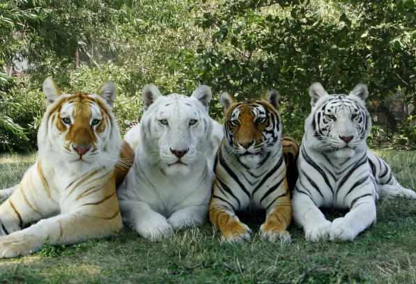 snow white bengal tiger