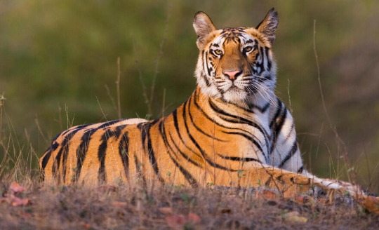 real bengal tiger