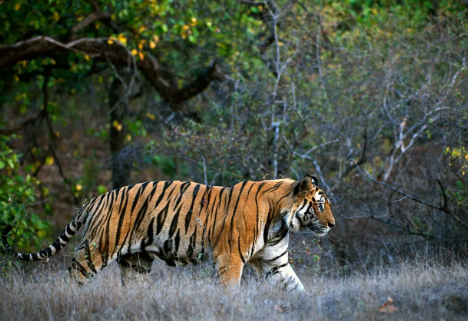 north bengal tiger