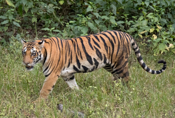 bengal tigress