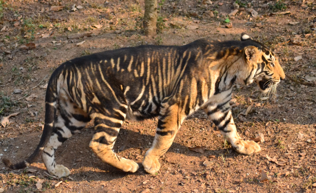 black bengal tiger