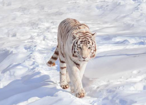 lalita snow white bengal tiger