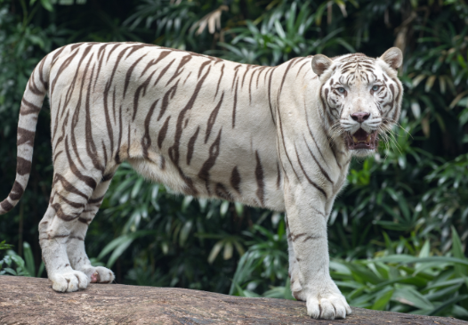female white bengal tiger