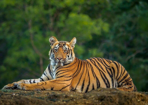 rainforest tiger