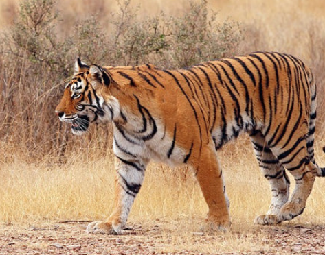 royal royal bengal tiger