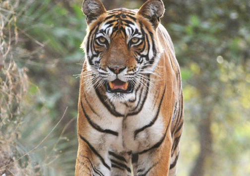 wwf bengal