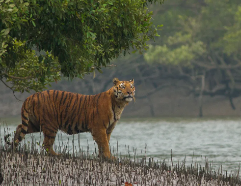 west bengal tiger