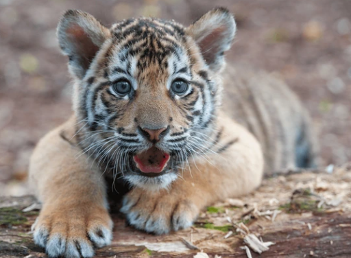 small bengal tiger