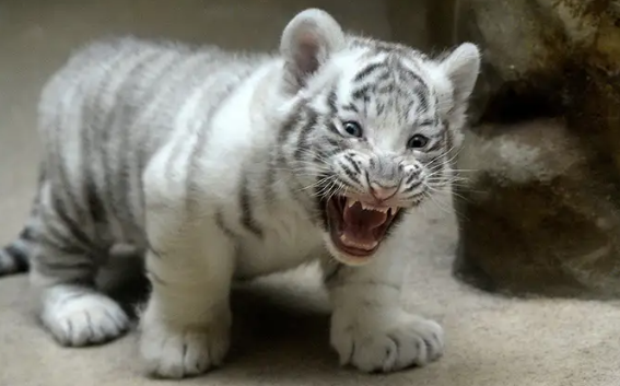 newborn bengal tiger