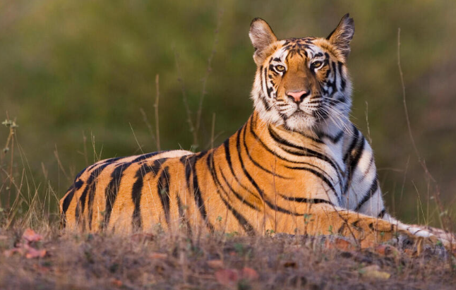 bengal tigers in captivity