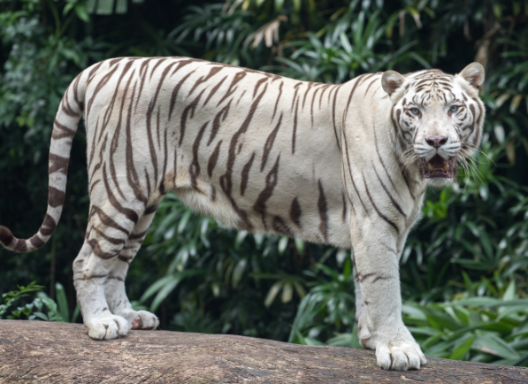 black and white bengal tiger