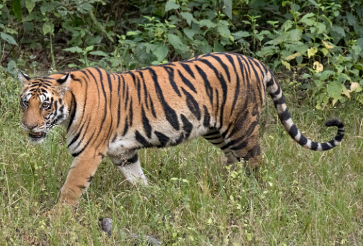 lalita bengal tiger