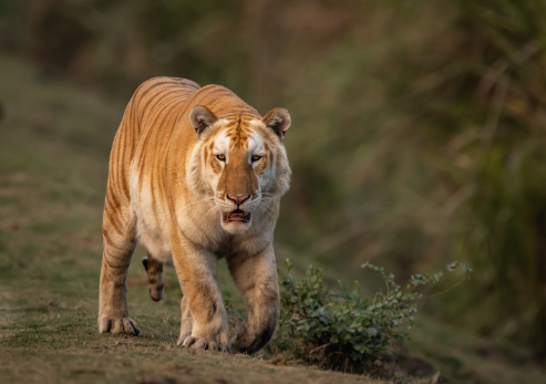 golden bengal tiger