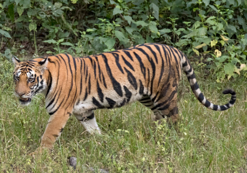 female bengal tiger