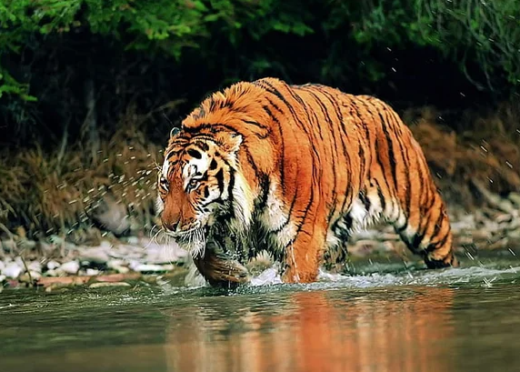 largest bengal tiger