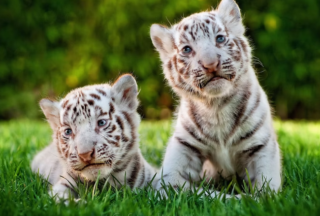 price of bengal tiger