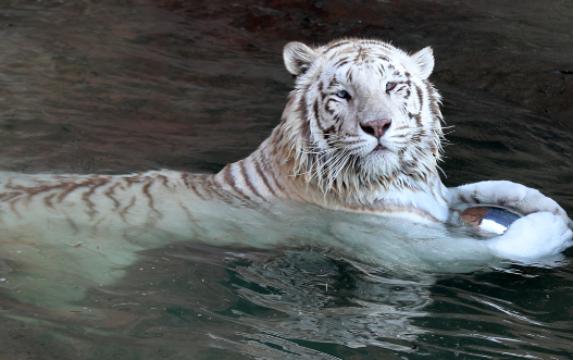 royal bengal tiger white
