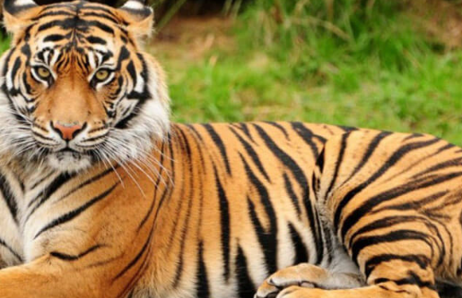 royal bengal tiger tiger
