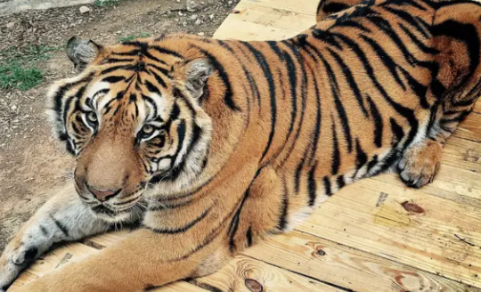 pet bengal tiger