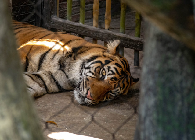 bengal tigers left in the wild