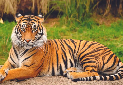 red bengal tiger