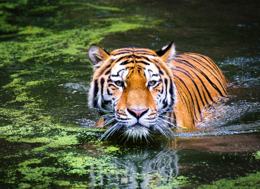 real royal bengal tiger