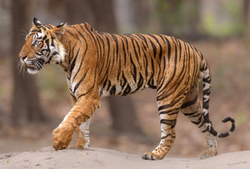 the tiger of bengal