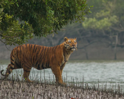 the royal bengal tigers