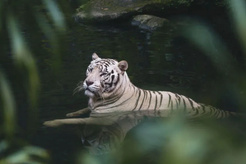 sundarban white tiger