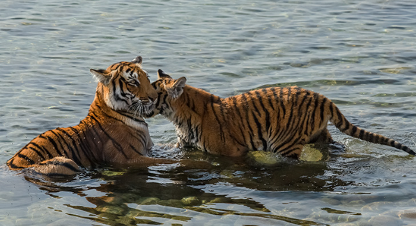 types of bengal tigers