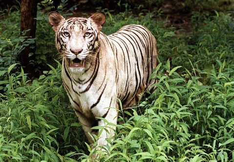 white tiger natural habitat