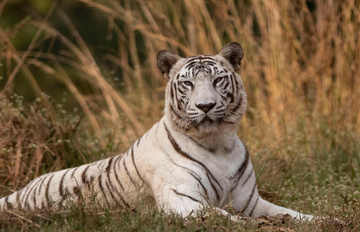 the white bengal tiger