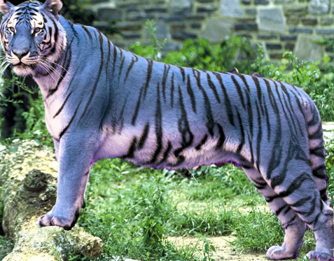 blue bengal tiger