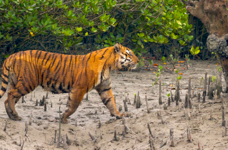 sundarban tiger project