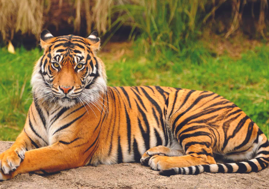 bingo tigers